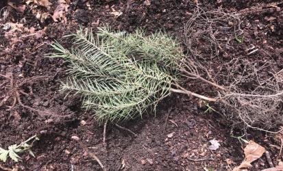 Small Tree Sapling