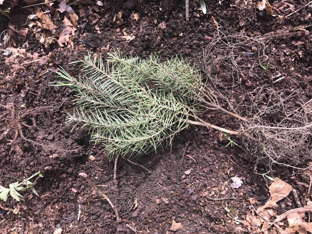 Small Tree Sapling