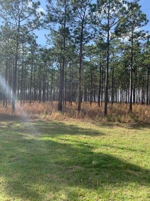 Field of Pine Trees and empty grassy area