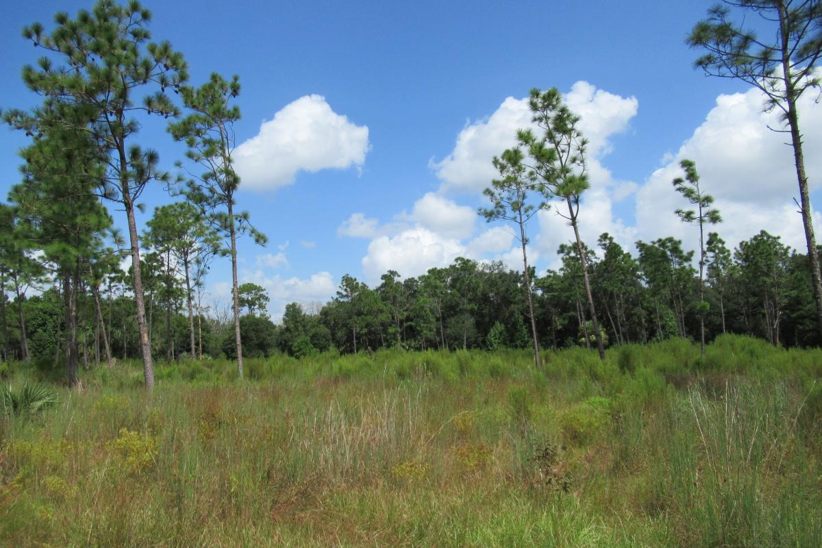 Sparse terrain with some pine trees scattered