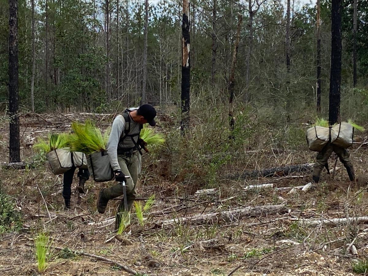 Professional tree planters planting pine trees in the forest