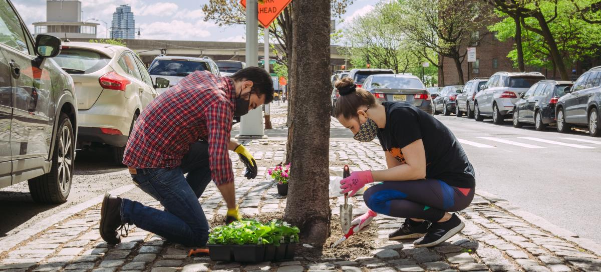 a man and a woman planting flowers at the base of an urban tree with cars and buildings in the background