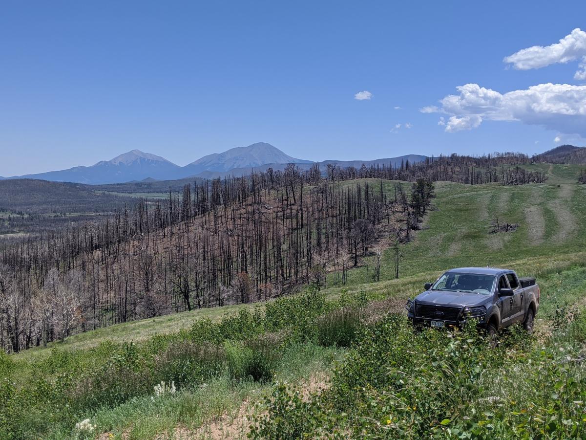 Field of burned trees with mountains in the background