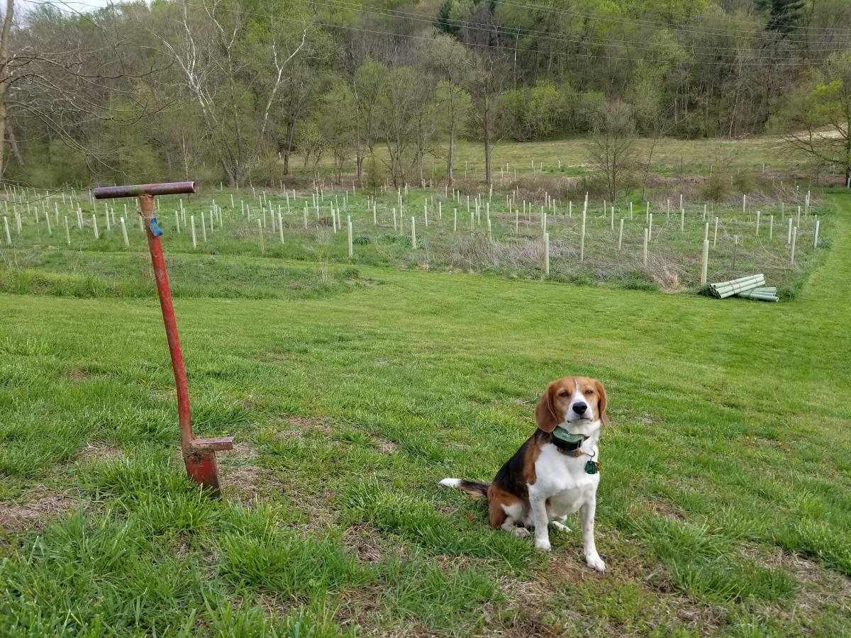 Beagle looking dog sitting in field with new trees