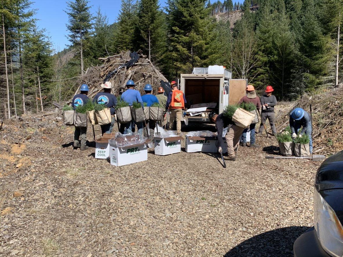 tree planters preparing to plant