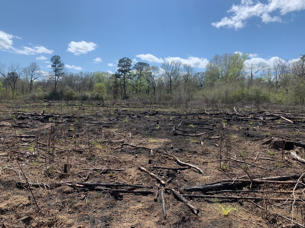 Field with some remnants of burned trees 