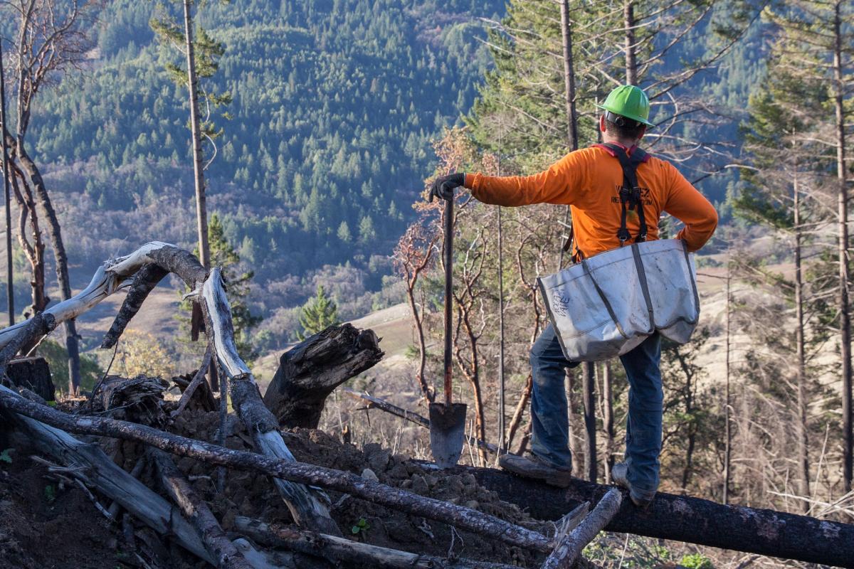 Planter man stands on fallen tree with shovel looking out over forest valley