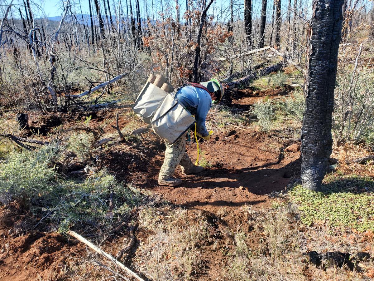 professional tree planter planting tree