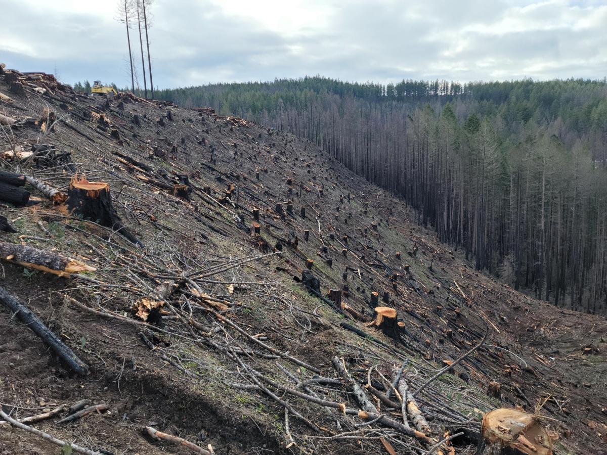 cut down burned trees