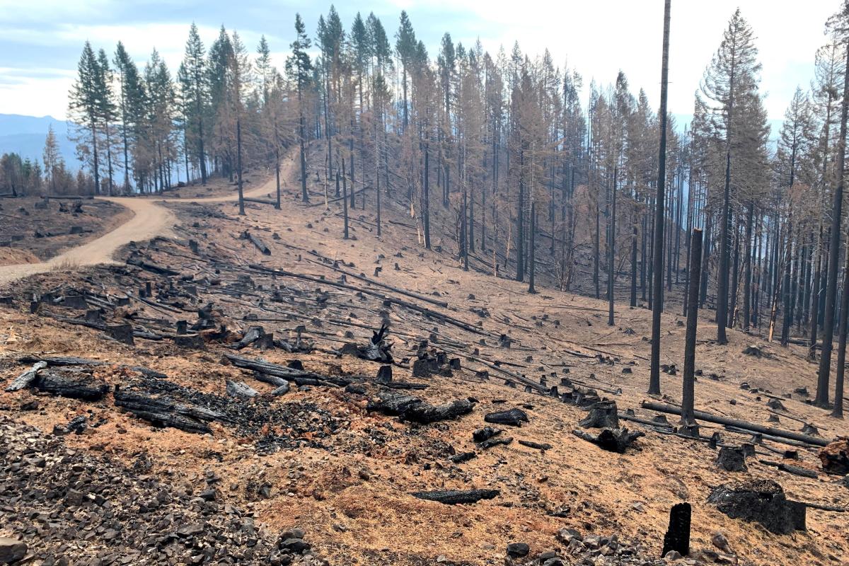 Shows burnt and cut down forest area