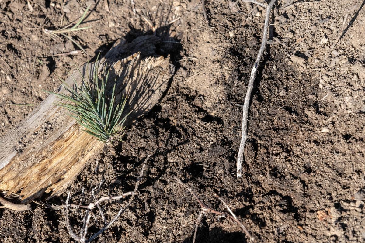 Small pine sapling poking out of the dirt