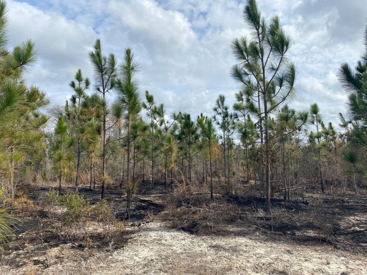 Field of young longleaf pine trees 