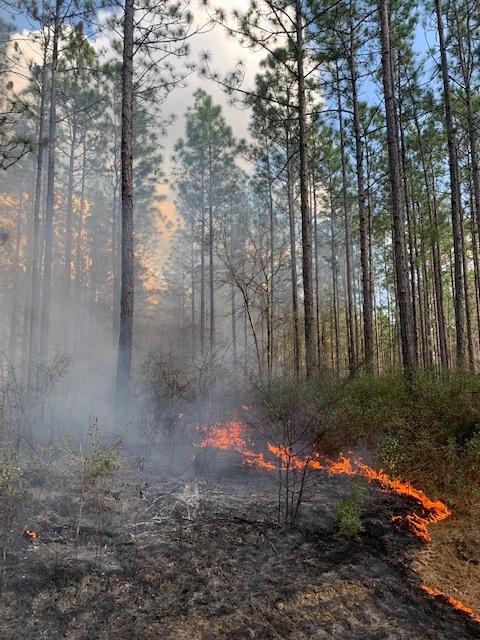 Pine trees and an area of burning fire on the ground. 