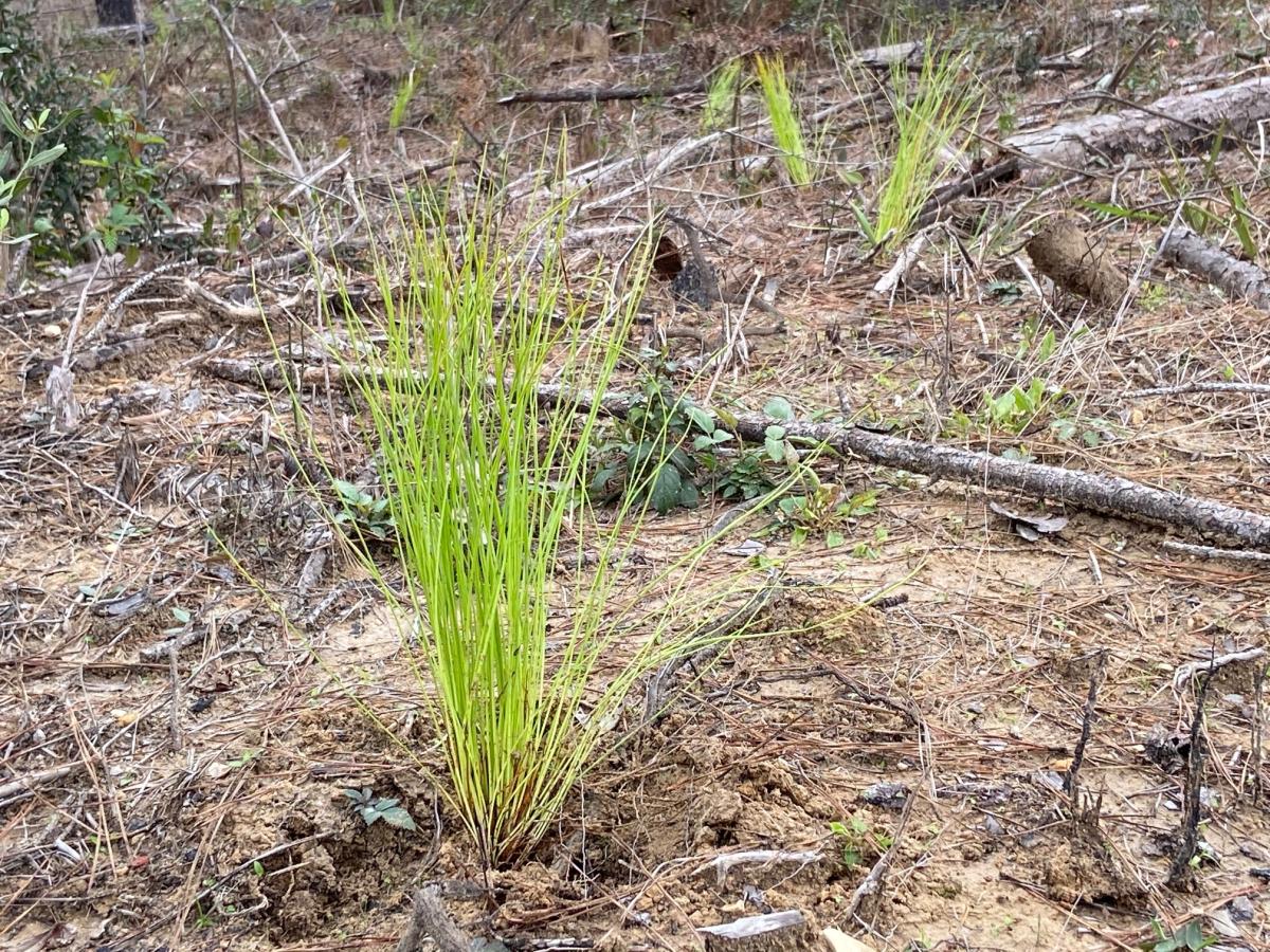 Pine tree sapling poking out of the soil.