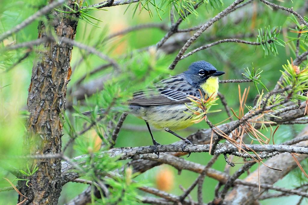 image of the Kirtlands Warbler bird perched in a tree