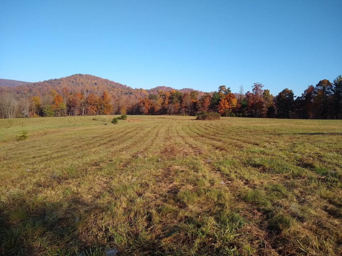Field with trees in background