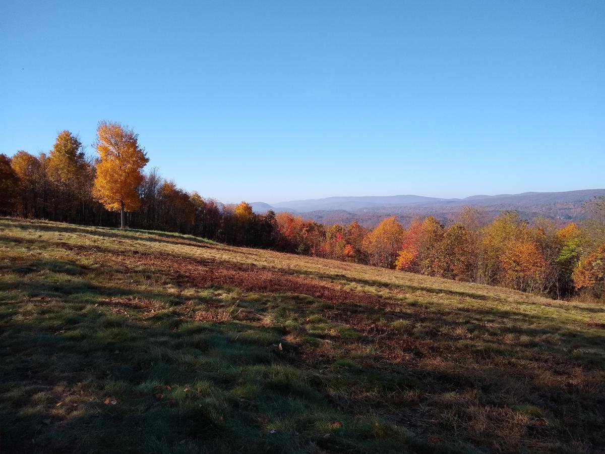 Fall colored trees and field