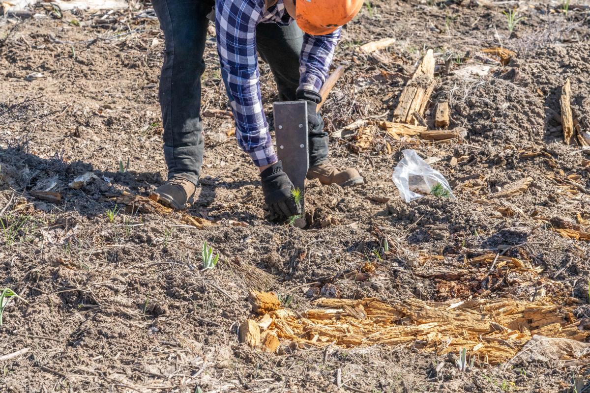Tree planter planting a sapling
