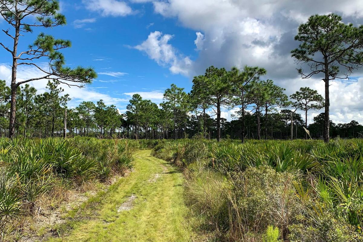 Myakka state forest