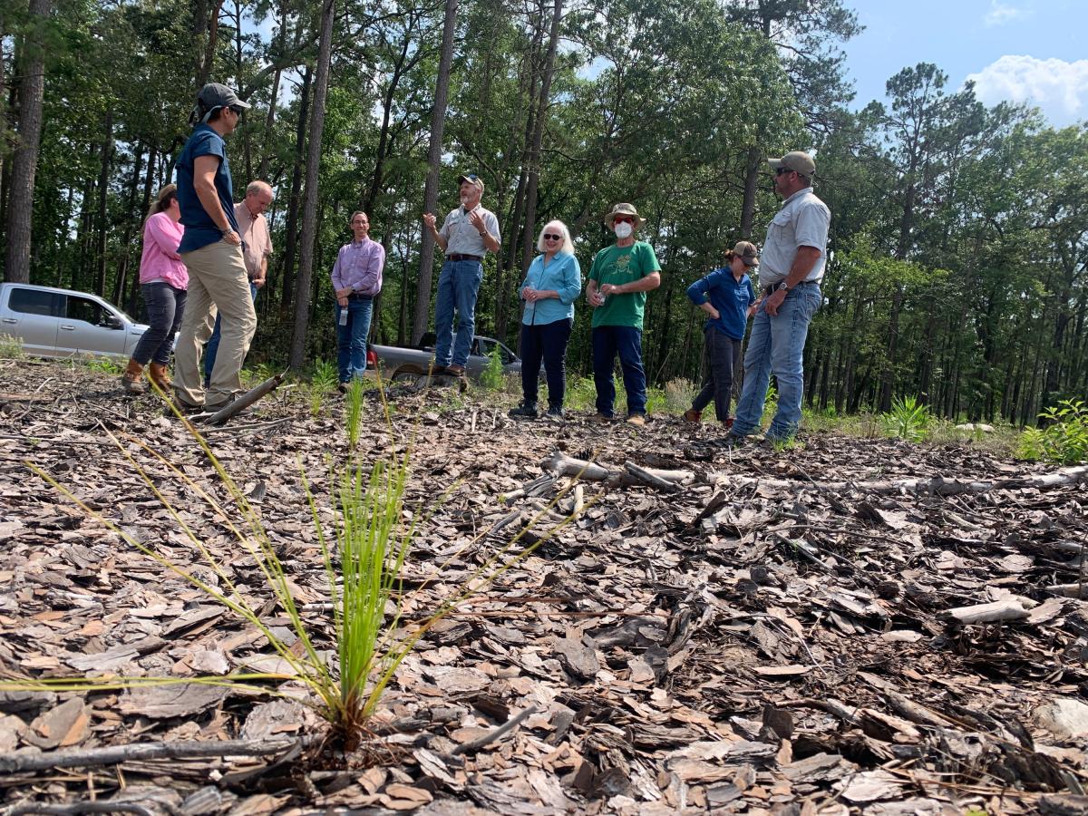 Long leaf pine sprouting out of the ground with a group of people standing around in the background. 