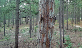 2 woodpeckers in their natural habitat on a grown pine tree.