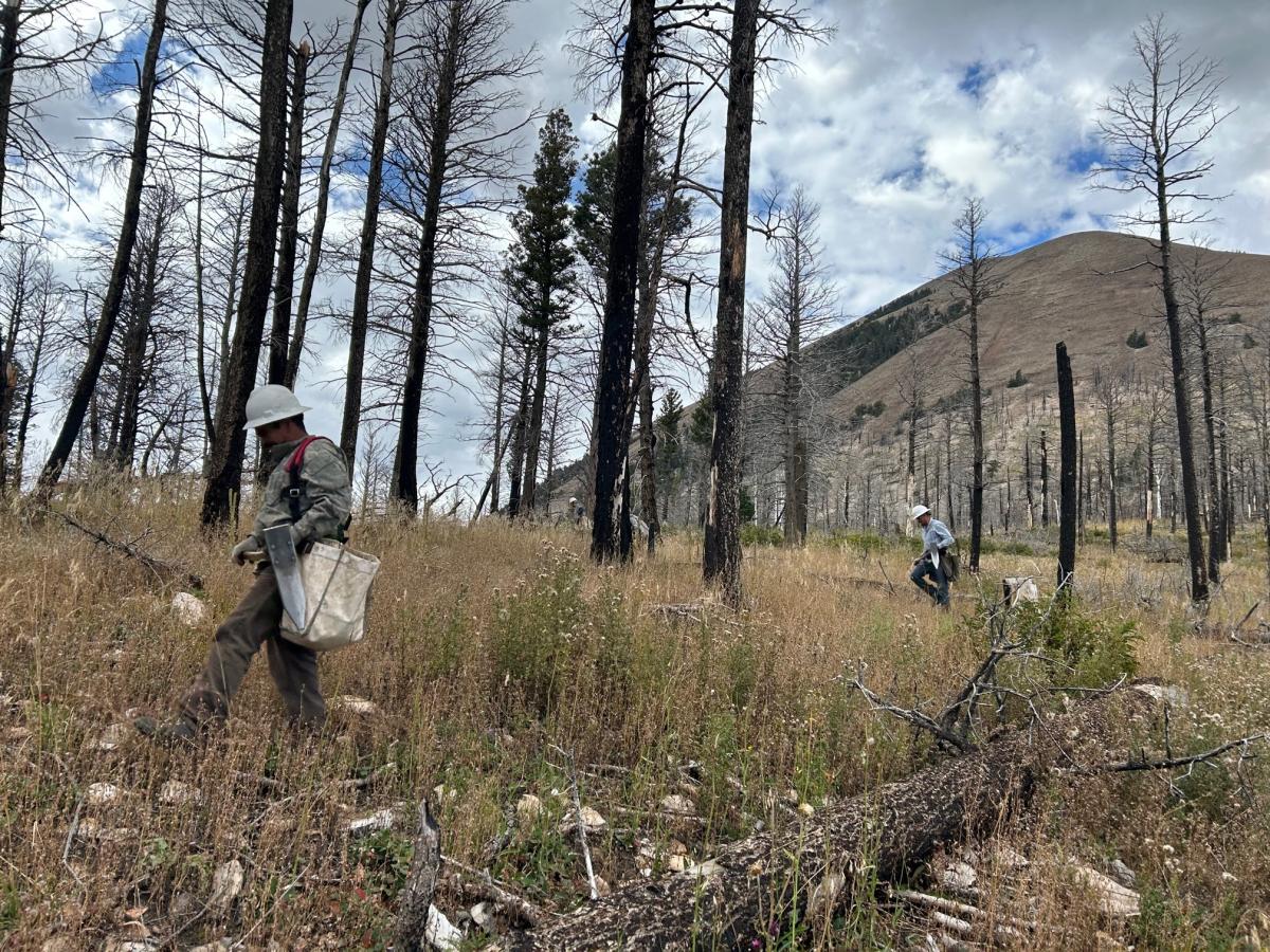 Tree planters planting trees among burned trees