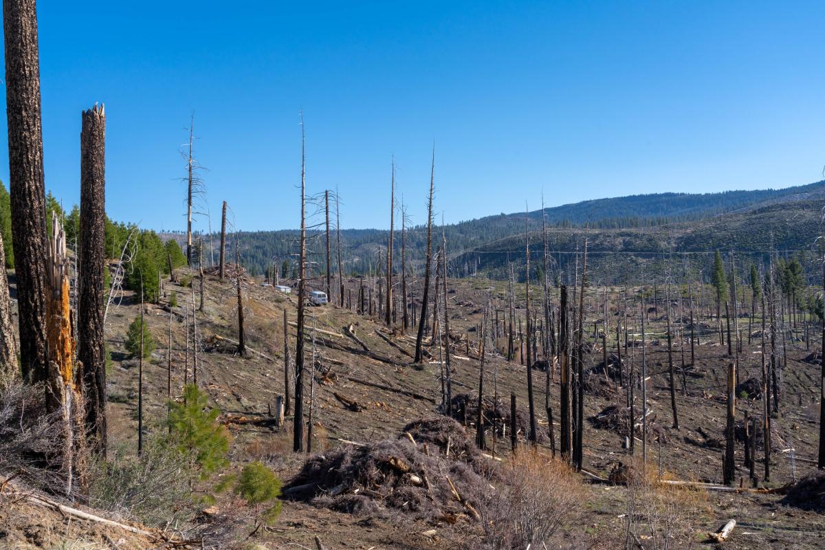 Shows area with many burned down trees