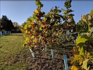 Picture of young trees in Detroit
