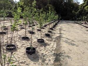 Young trees