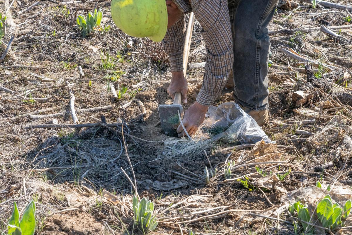 PLanting a tree