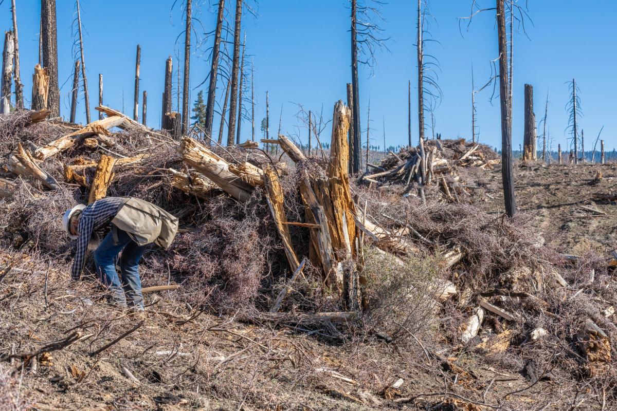 burned trees