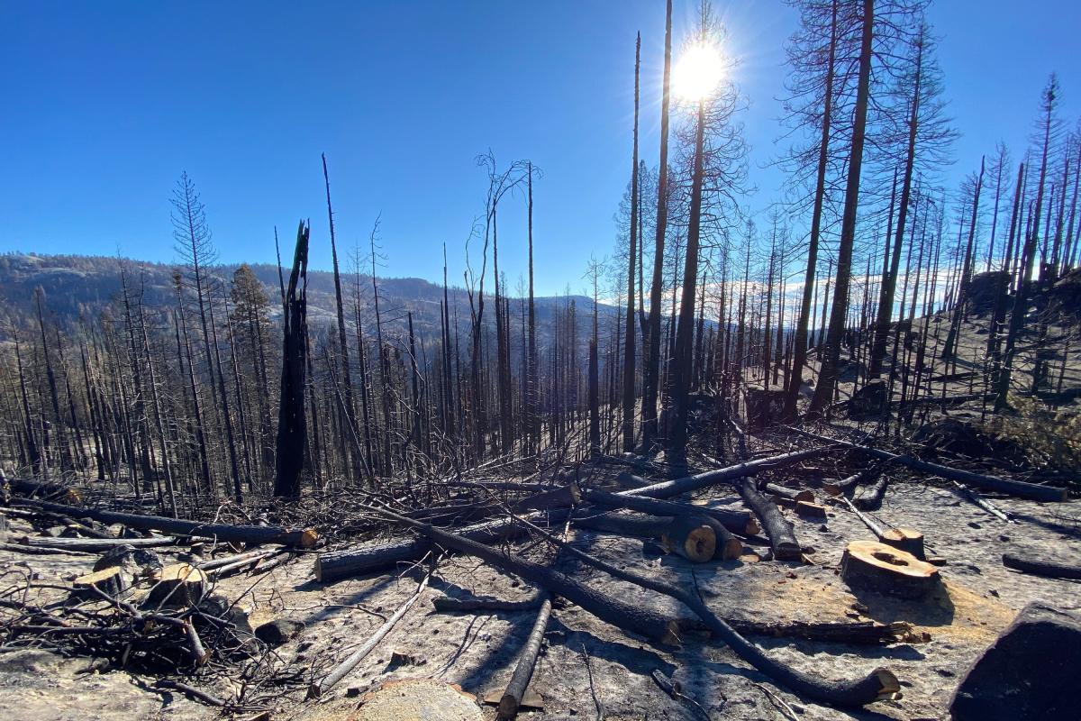 area of burned trees