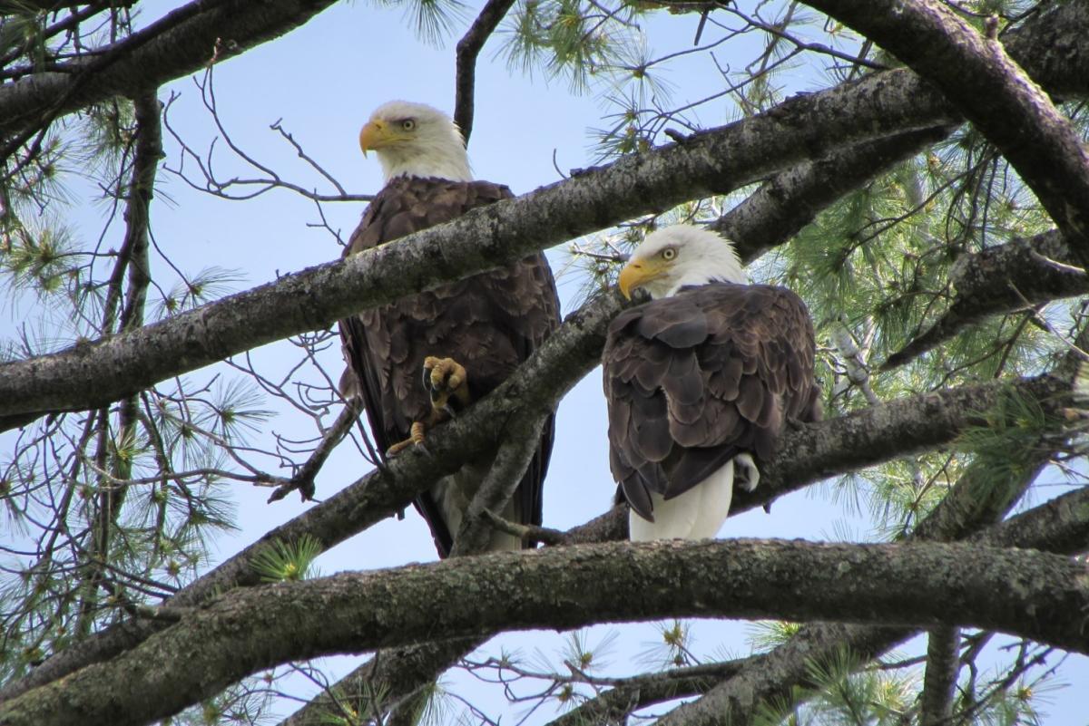 Bald Eagles in tree