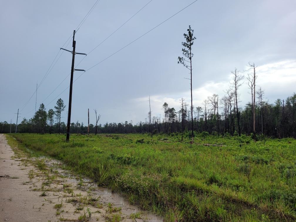 Field of grass and sparse, burned trees