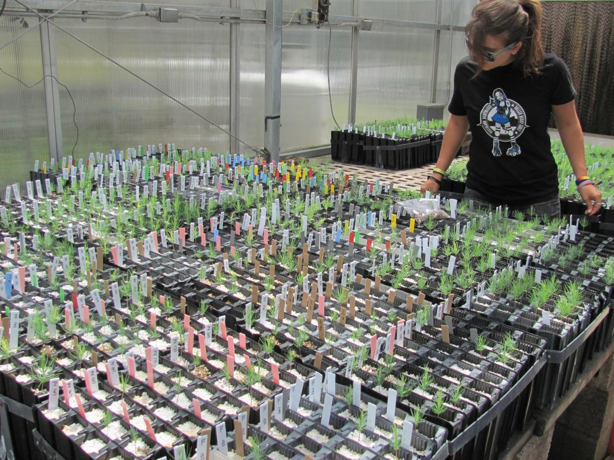 a women surveying saplings growing in a greenhouse