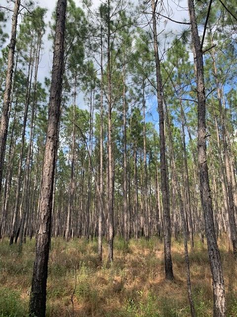 Field of Pine Trees 
