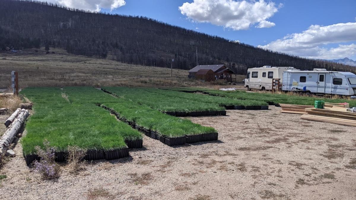 Trays of saplings sitting outside in preparation for planting 