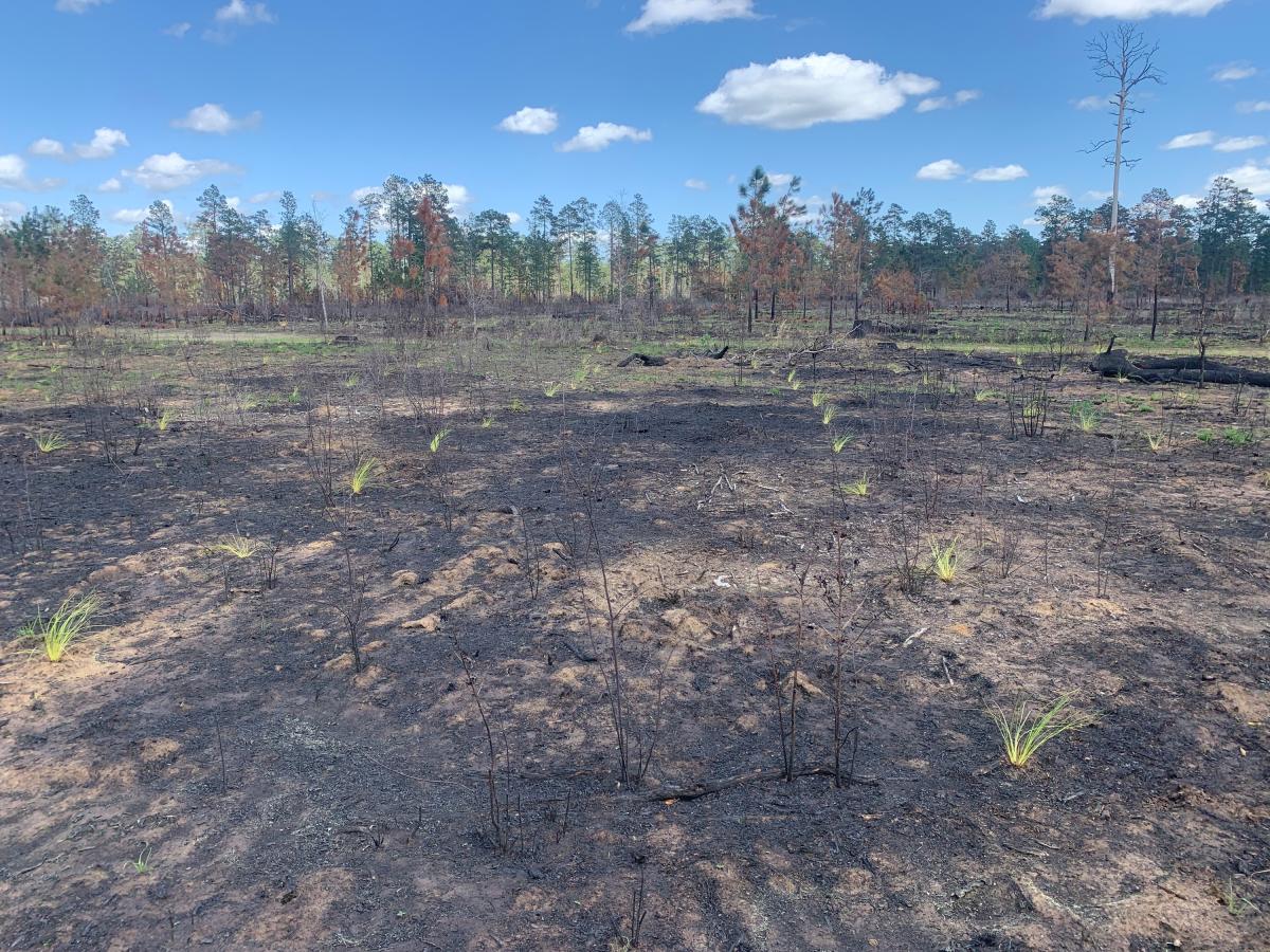 Rows of longleaf pine saplings in the ground