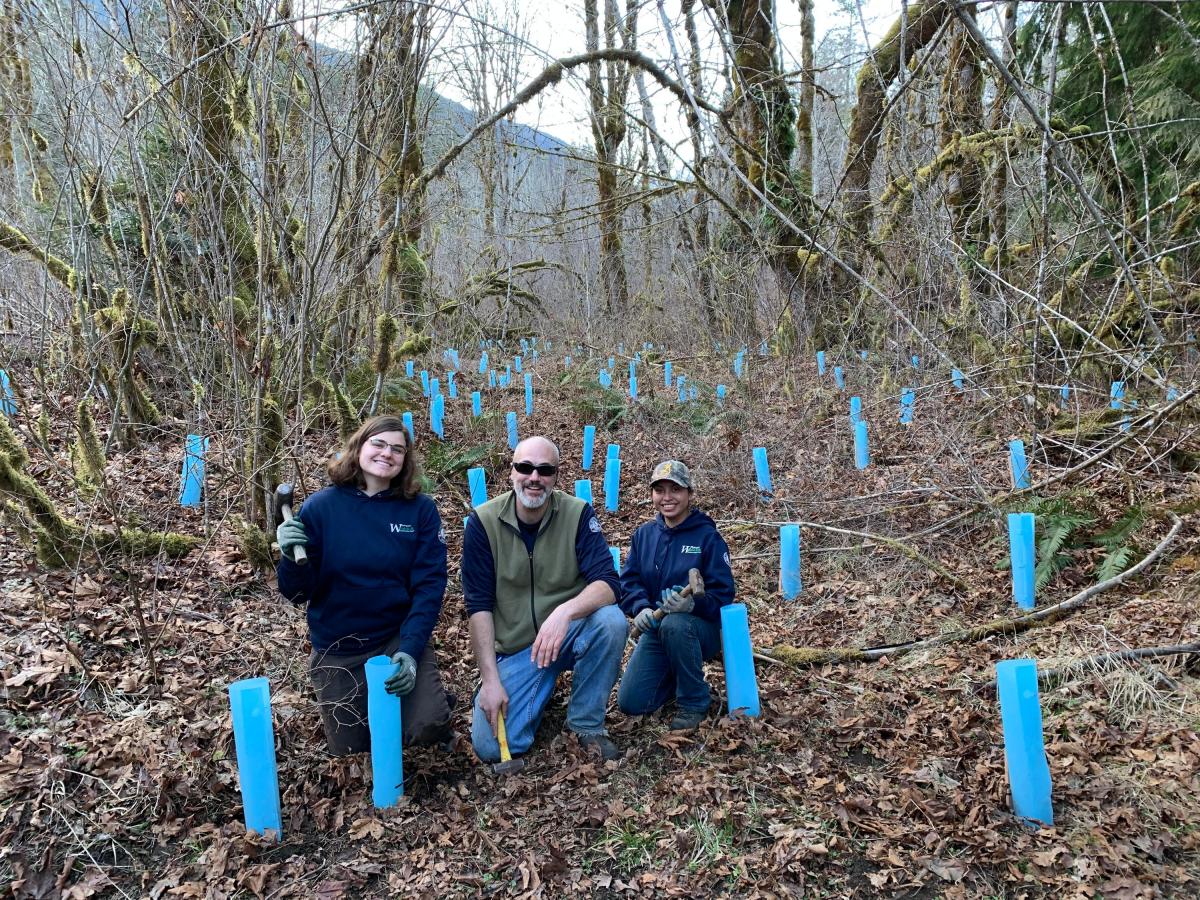 3 people in planting trees in the forest