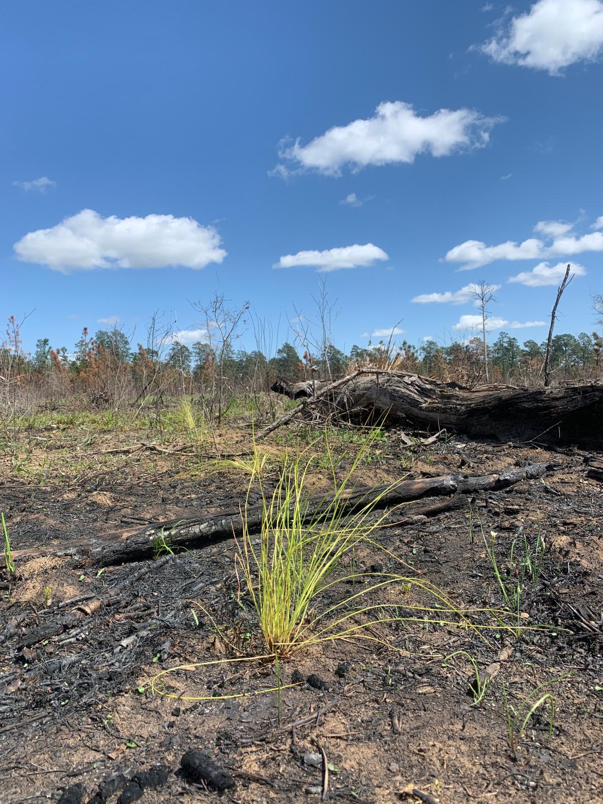 Longleaf pin sprout in the soil