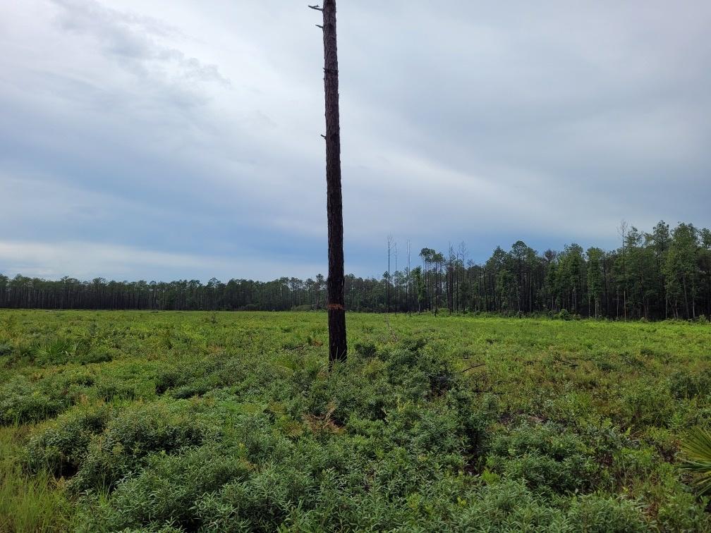Field of grass with one main, burned pine tree