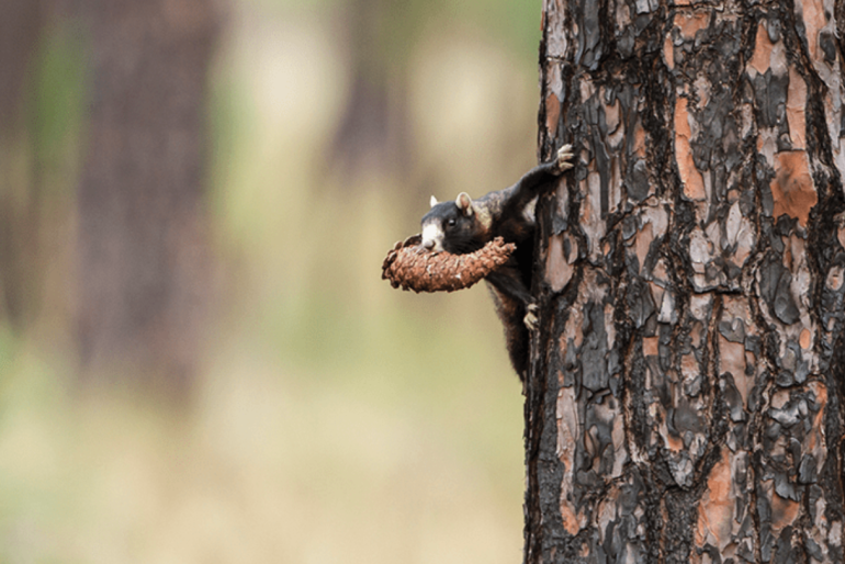 This project will be focused on converting a cutover forested site to a longleaf forest.