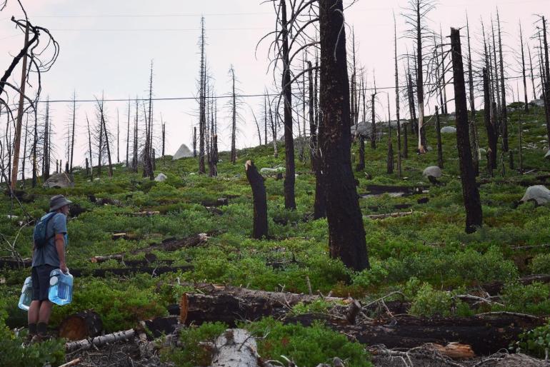 Area of trees burned 