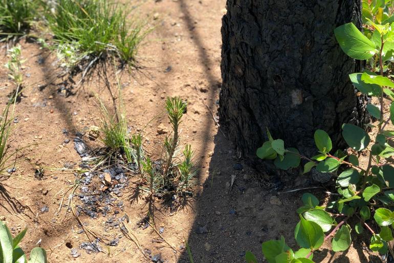 Pine tree sapling emerging from soil next to burned tree