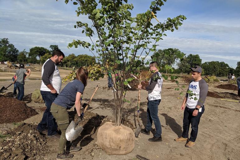 Planting a large tree in Detroit