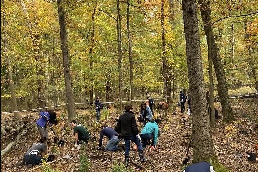 people planting trees in forest