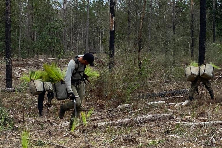 Tree planters planting pine trees in a forest.