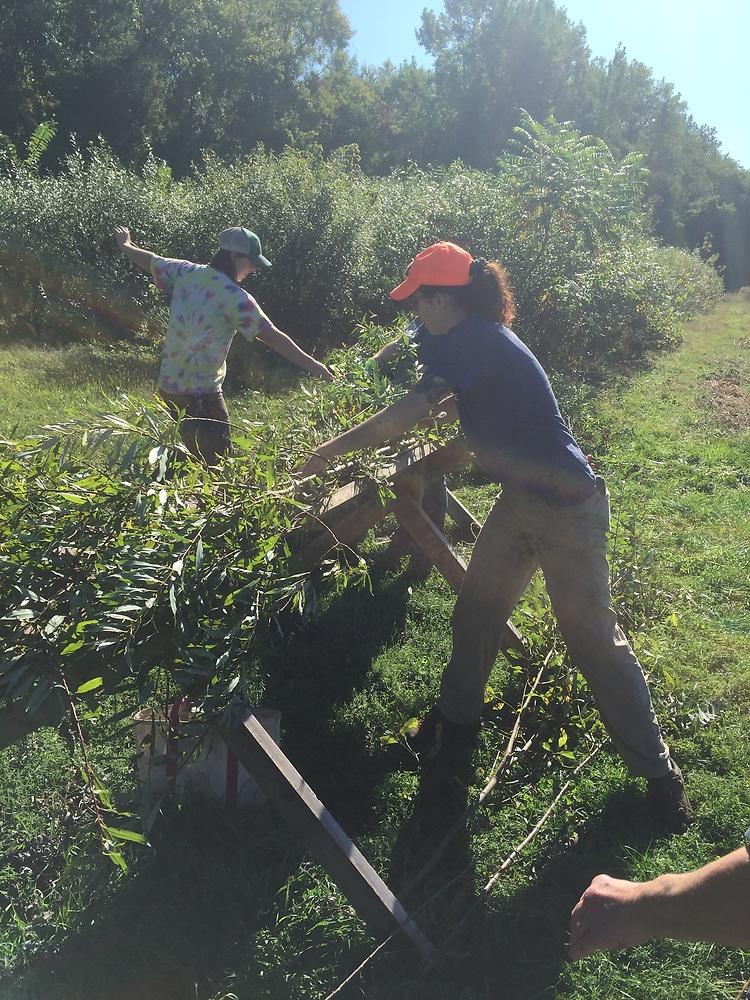 Volunteers working