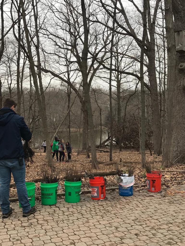 trees in buckets