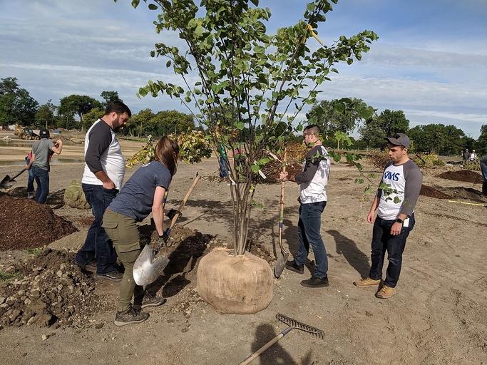 Group of people planting a medium sized tree